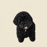 🐶 보리랑 놀기